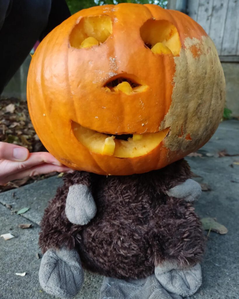 Ein Biber-Plüschtier hat einen Halloween-Kürbis auf dem Kopf.